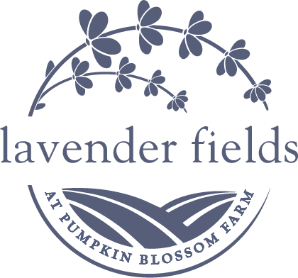 Lavender Fields at Pumpkin Blossom Farm